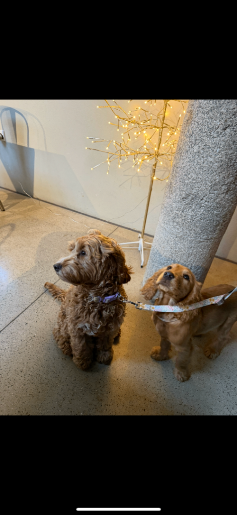 Cocker spaniel & cockapoo puppies 
