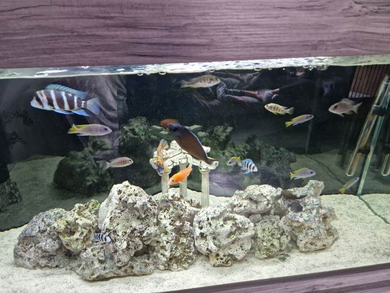 Malawi fish and coral rock 