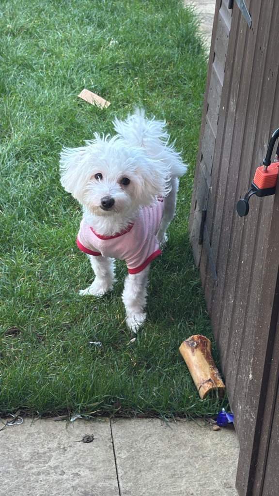 Two female dogs for re homing- Must go together! 