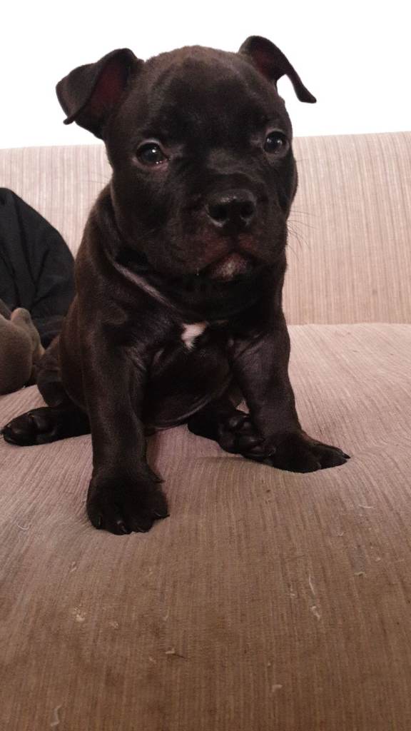 Two Beautiful Male American Pocket Bully