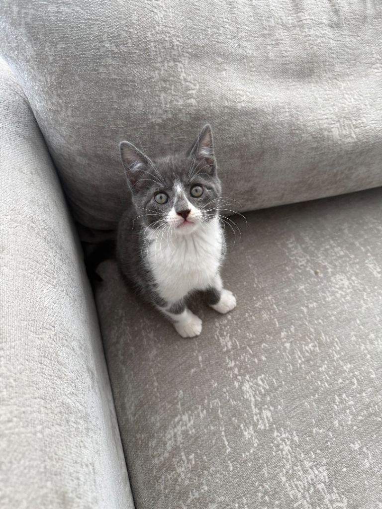 Maine coon x Tabby kitten