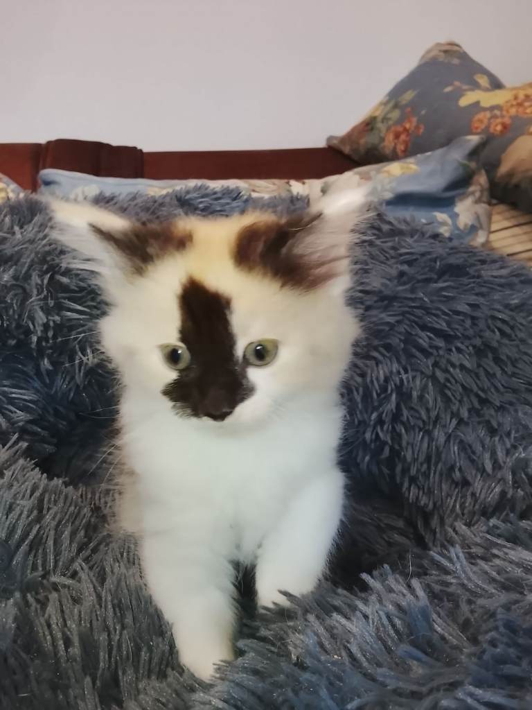 Beautiful Maine Coon kittens. 3 Calico F, 2 black & white M