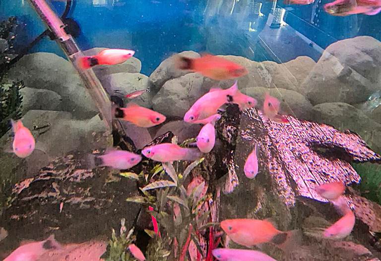 Platys tropical fish for sale - happy and healthy fish born in our own aquarium £5 for 10 fish