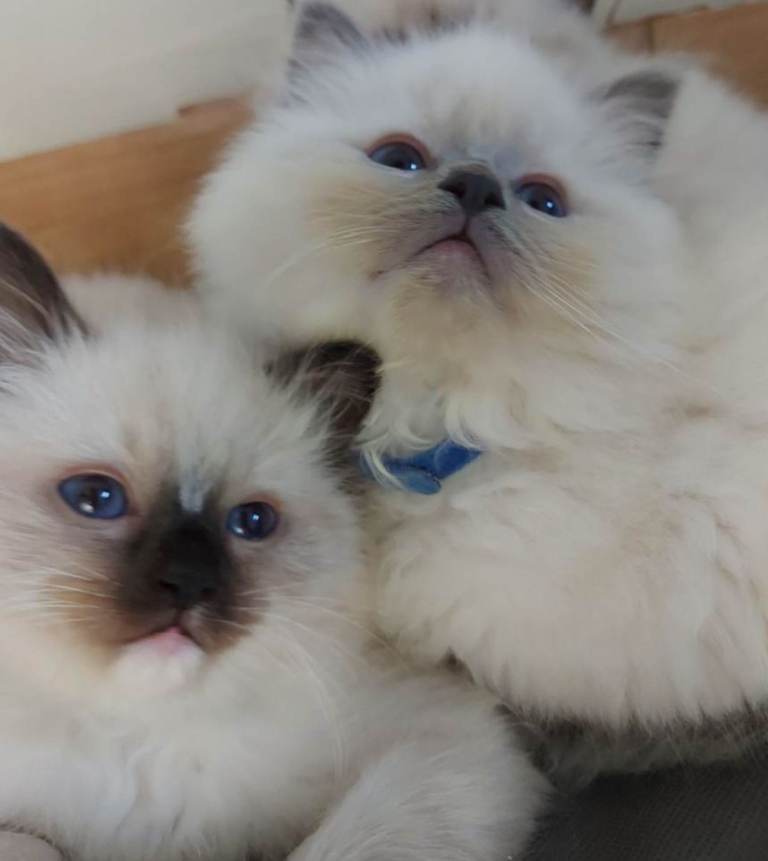 Kittens 