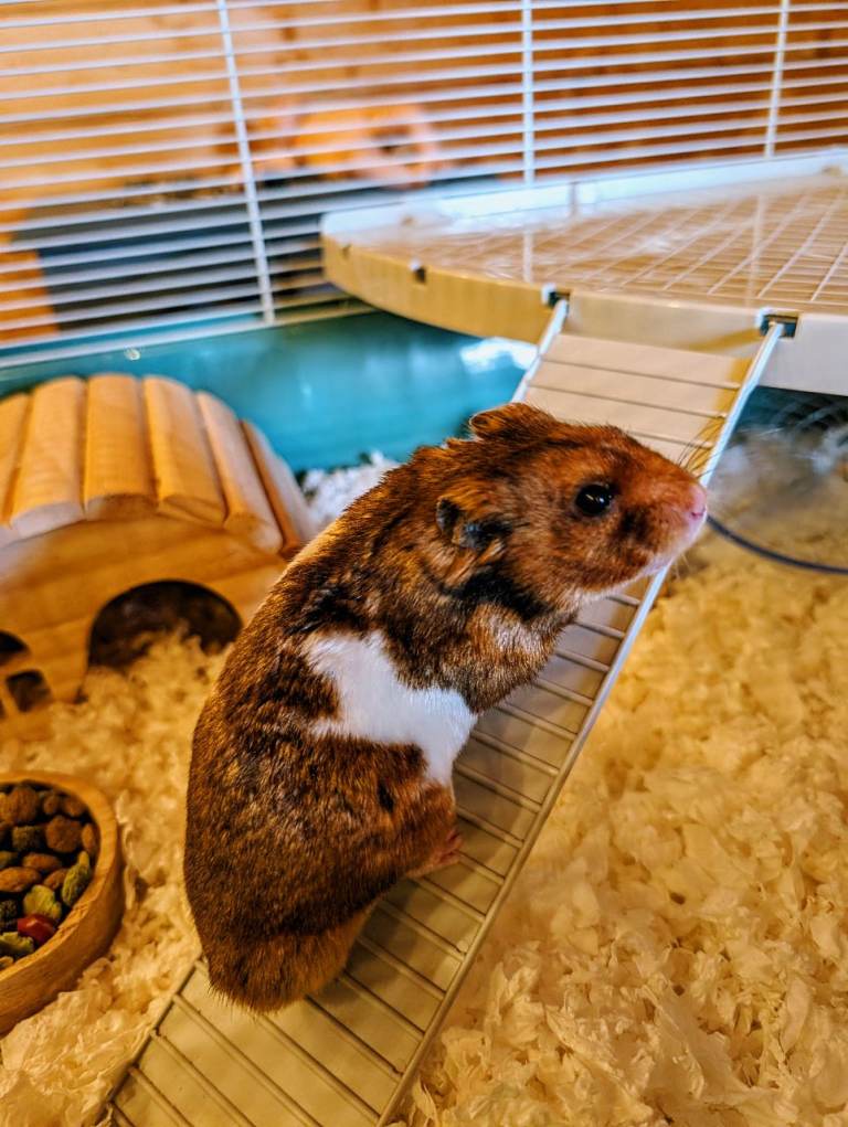  2 Syrian Hamsters + Cages + Equipment = £45 each