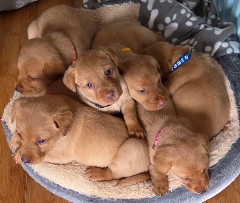 KC Registered Labrador Puppies All Fox Red 