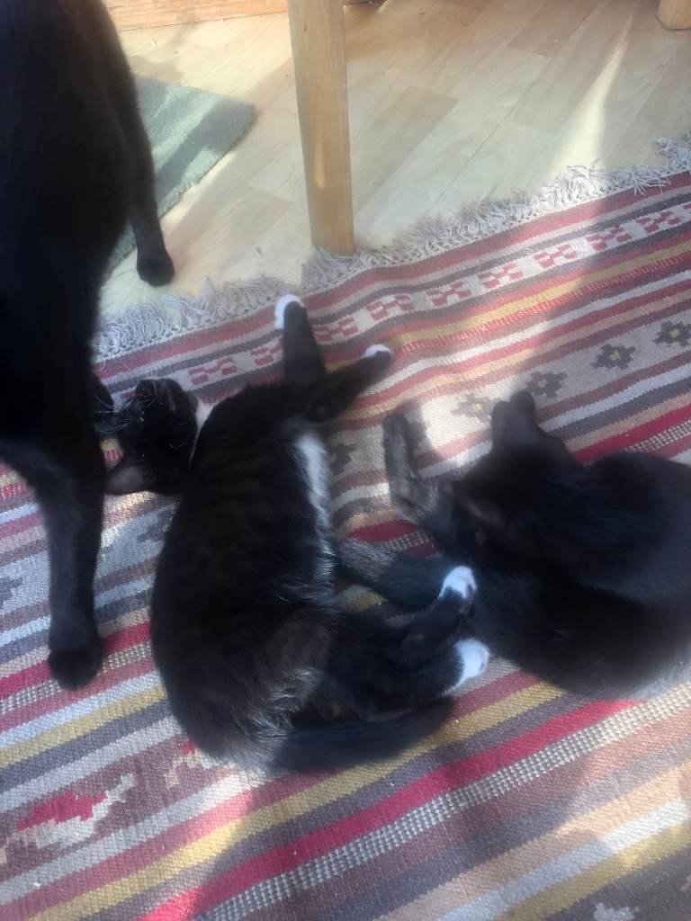 Tuxedo Kittens