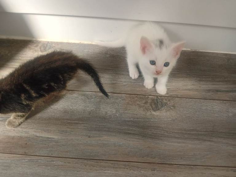Kittens