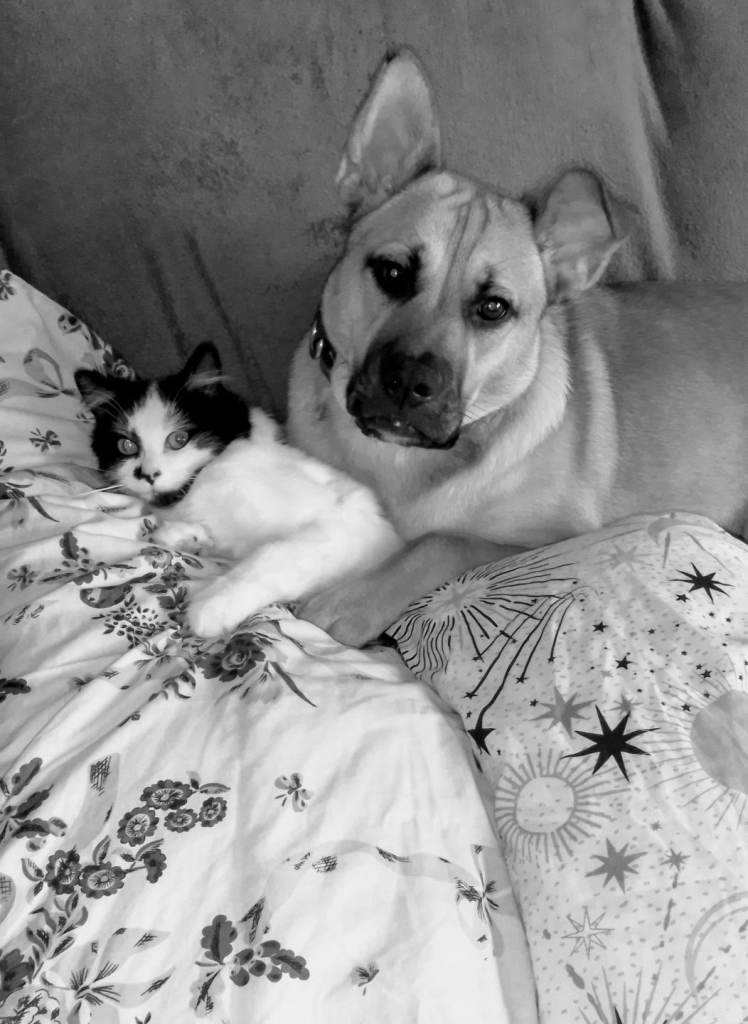 SEEKING A PRIVATE LET. Reliable Professional & Student Seeking Long-Term Let in Fife – Urgent Move