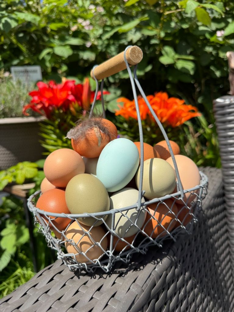 6 Fresh Organic Free Range Eggs - Back Yard Chicken Eggs 🐔🥚