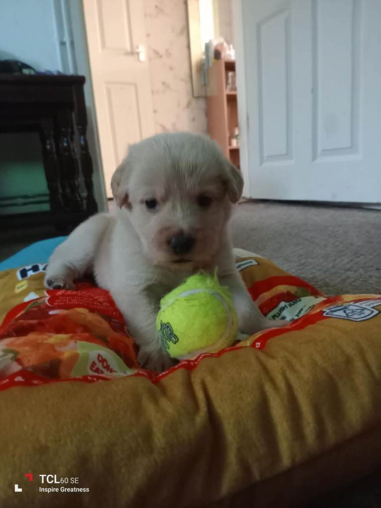 6 Weeks old Chow chow and cocker spaniel 