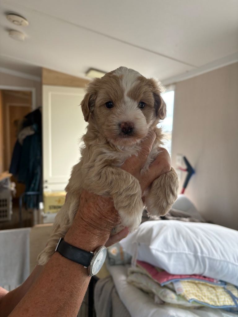 Cockapoo puppies last girl left