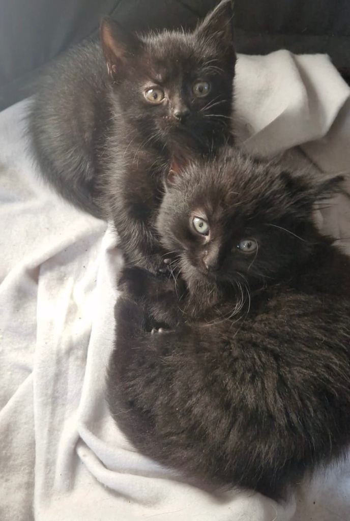 Kittens 