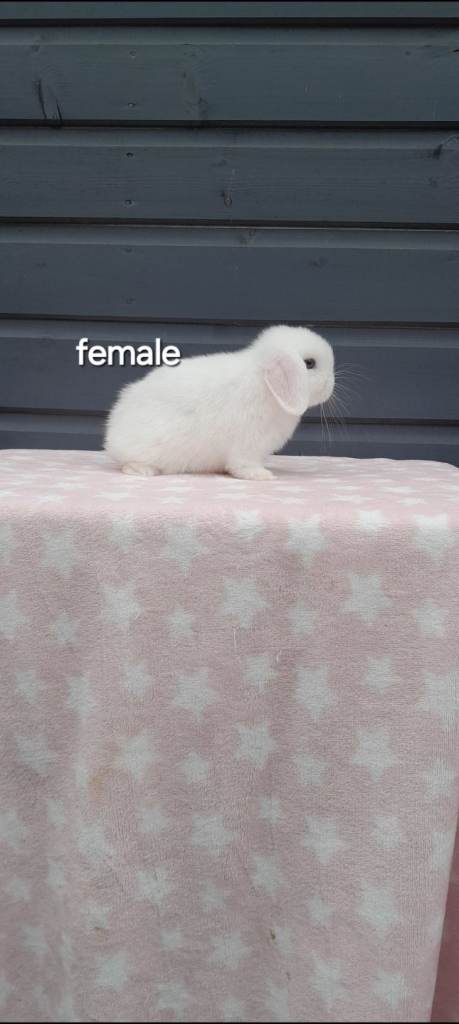 Purebred mini lop rabbits ready now last one