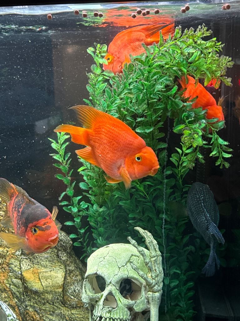 Tropical fish
