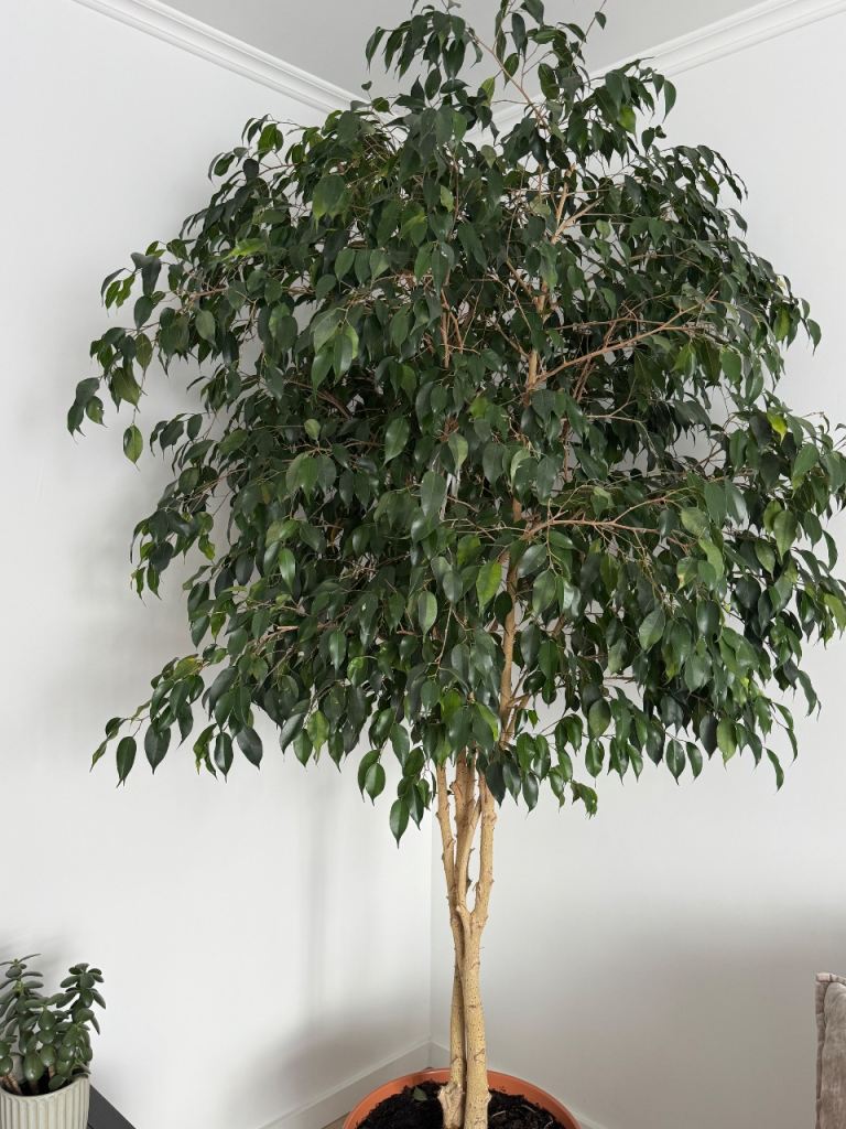 Large Ficus Tree / Weeping Fig in Terracotta Pot