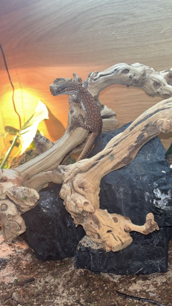 Red Ackie monitor 