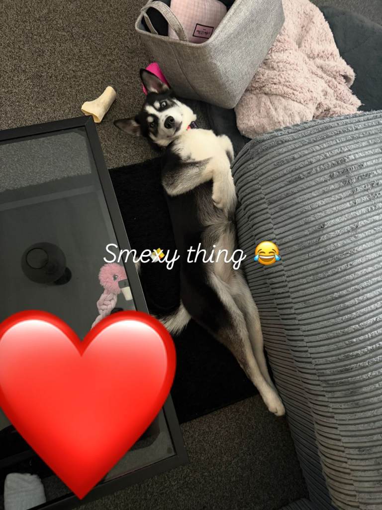 !!urgent!! Beautiful 6 month female puppy husky in Crawley