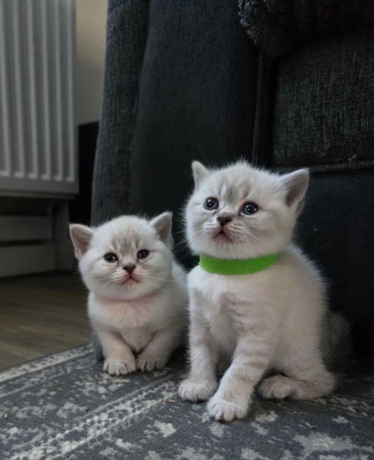 British Shorthair X Persian Kittens 
