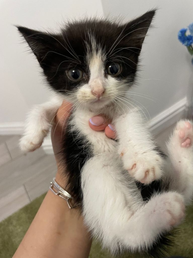 Adorable Kittens 