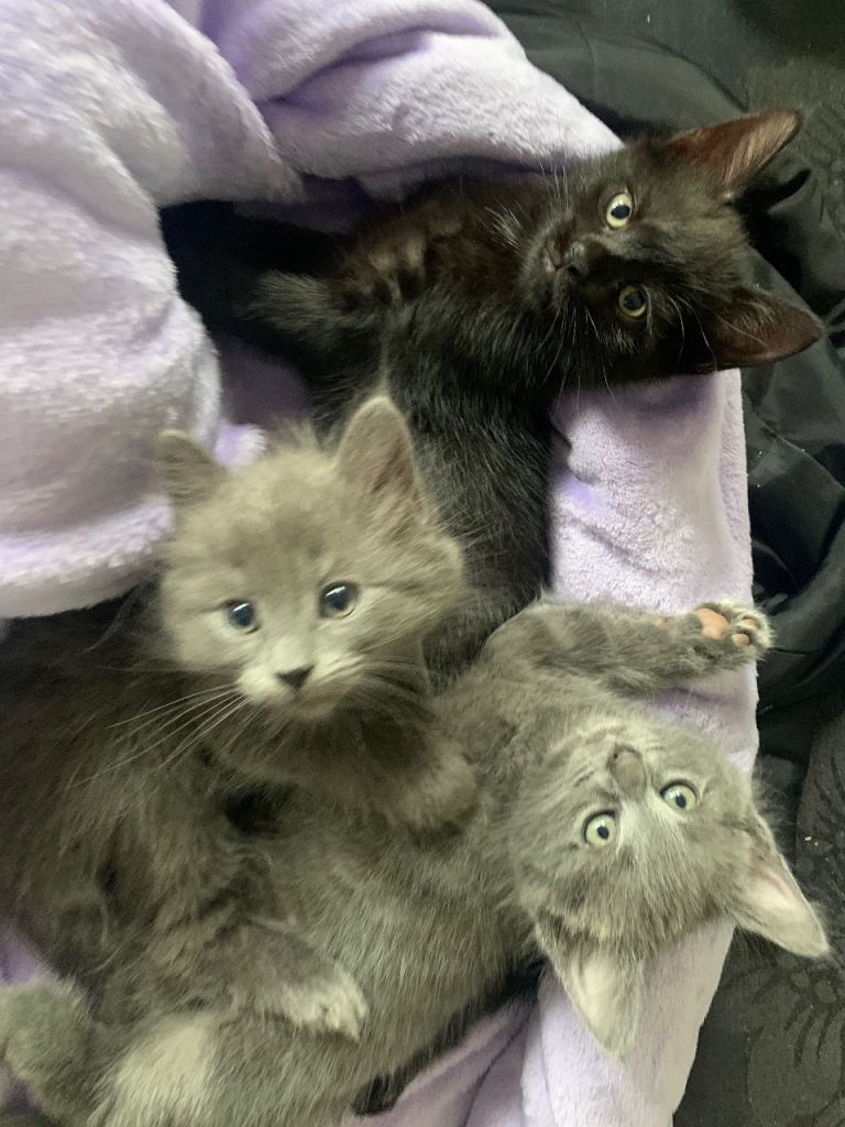 Ragdoll mix litter 8 weeks 💙💓