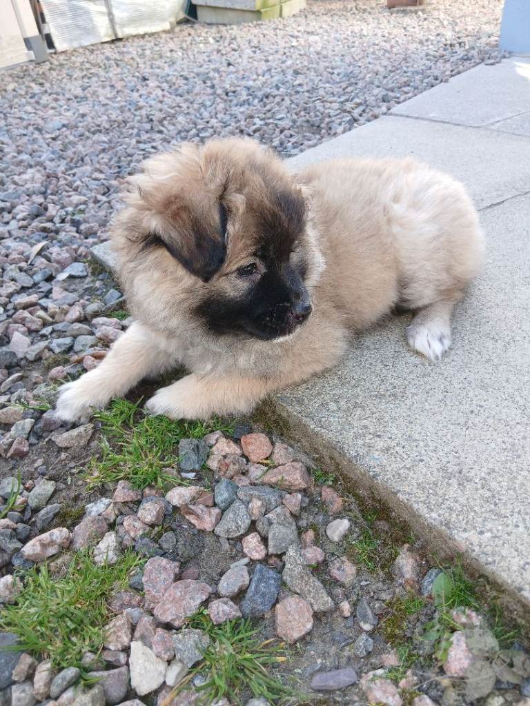 Pomeranian pup