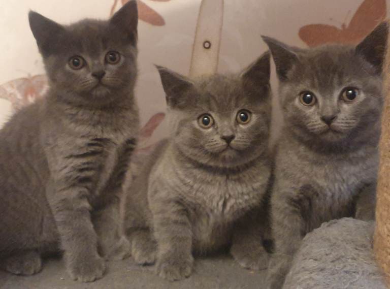Beautiful British Shorthair Kittens Looking for Loving Homes 