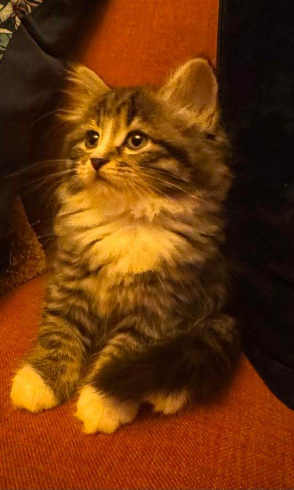 mixed siberian 