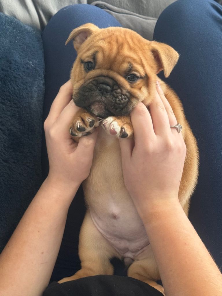 Frenchie x old English bulldog pups