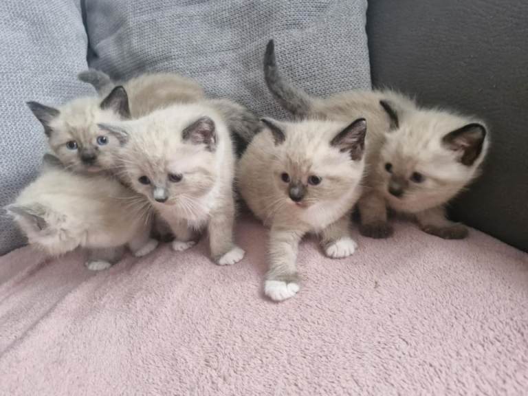 5 ragdoll mix kittens for sale.