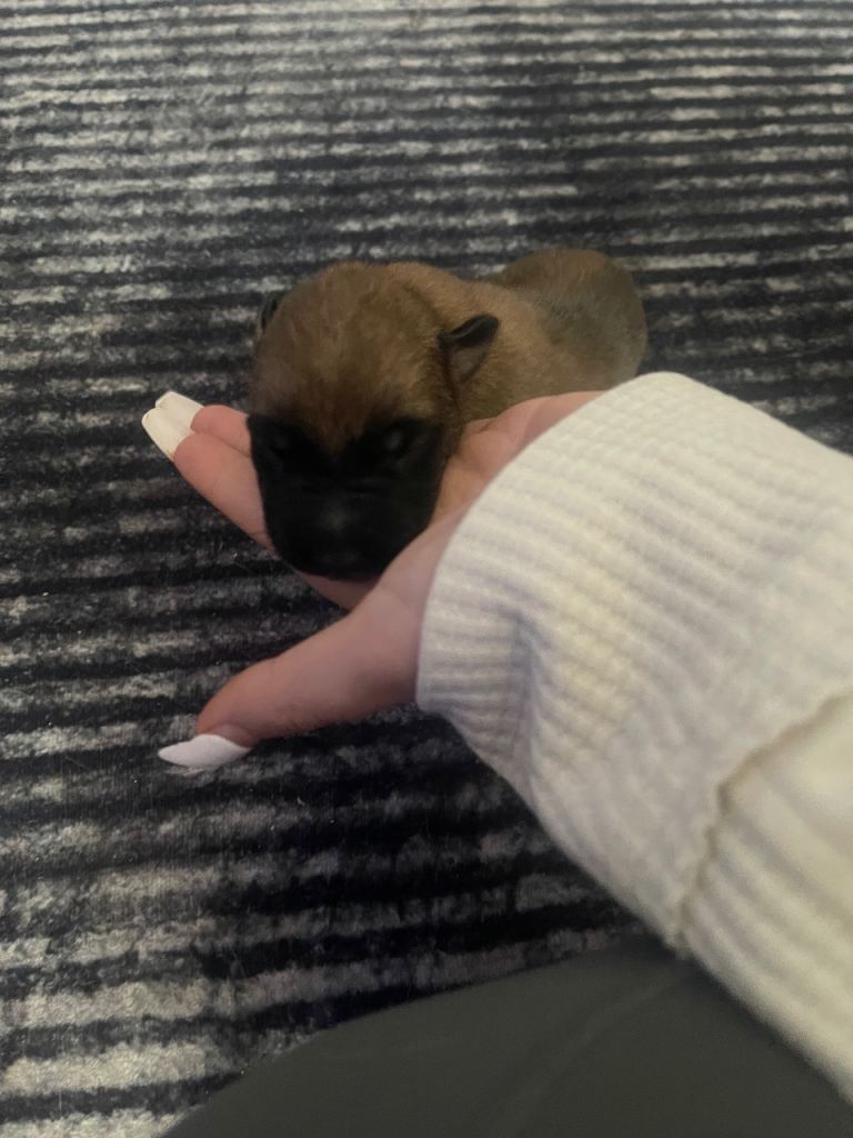 Healthy Mixed Litter Puppies - KC Registered & Health Checked