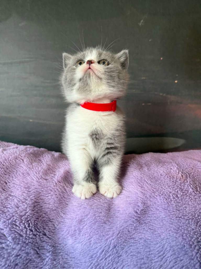 Kittens BSH/BLH