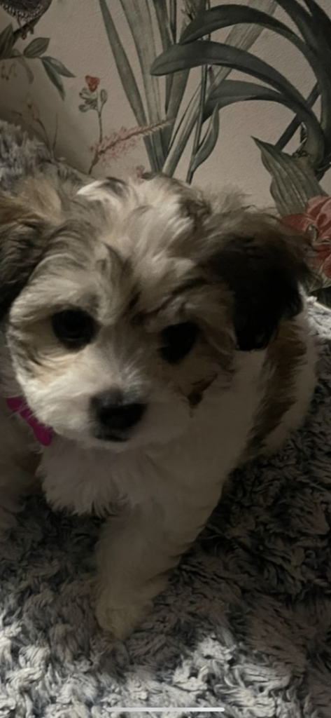 Maltipoo