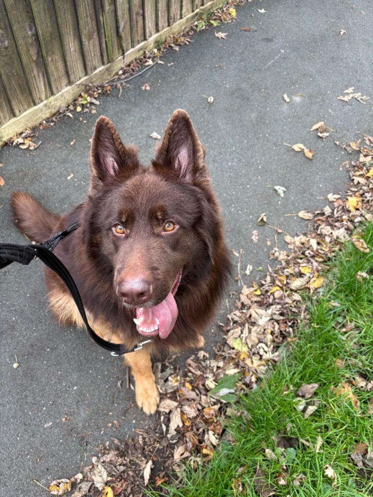 (2 boys remaining) Pure bred German Shepard puppies for sale 
