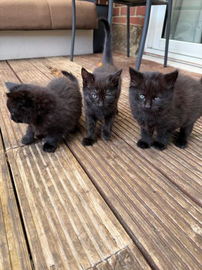 4 black kitens