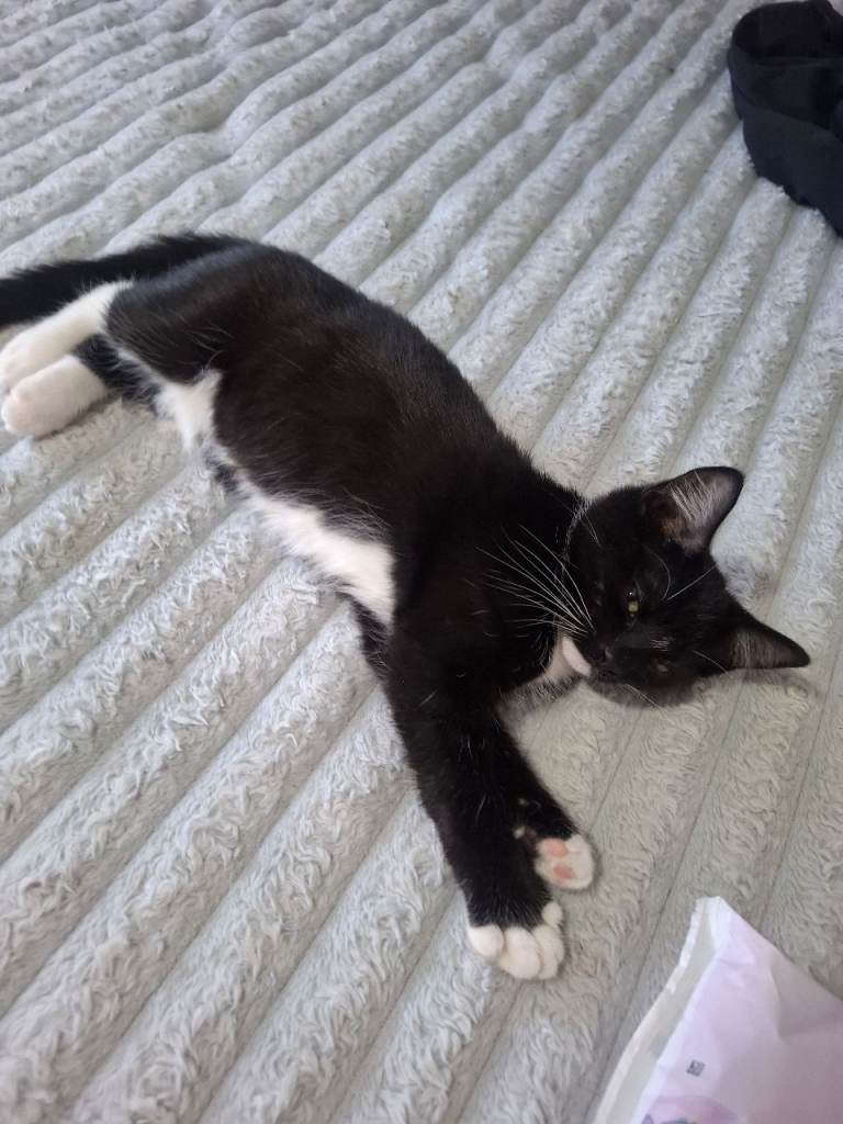 2 kittens available now
