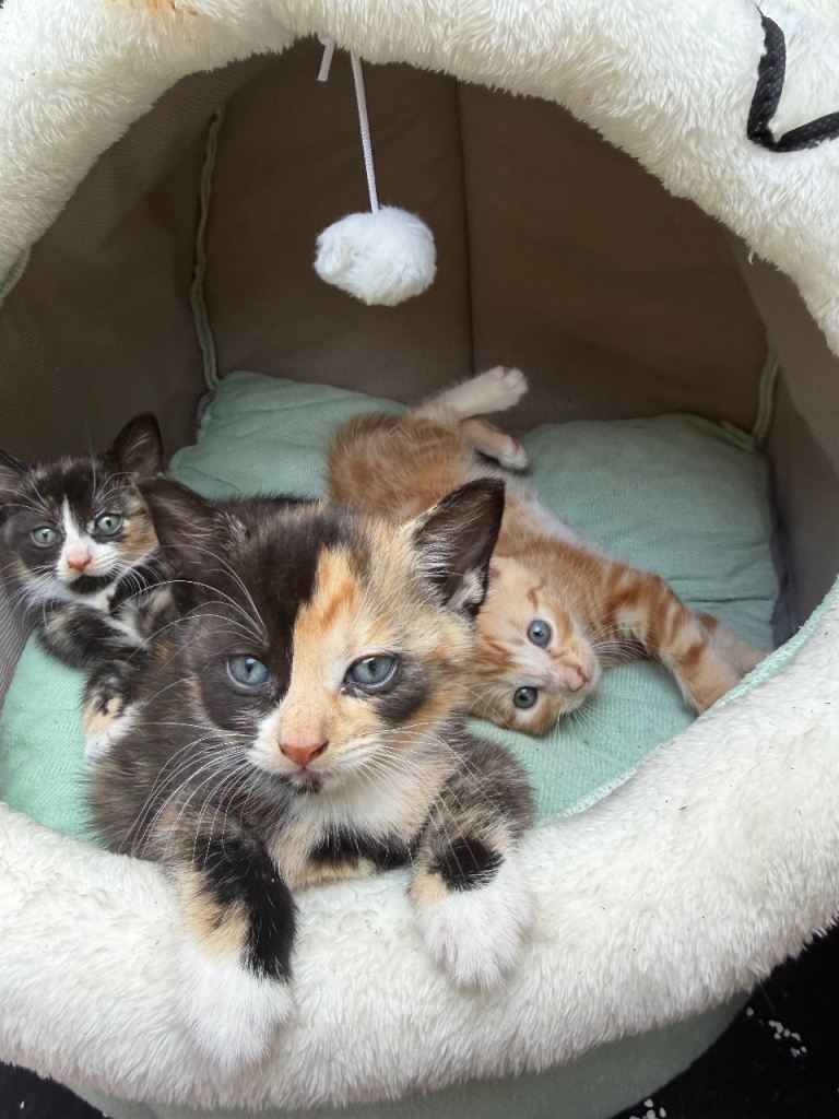 Adorable and playful Kittens
