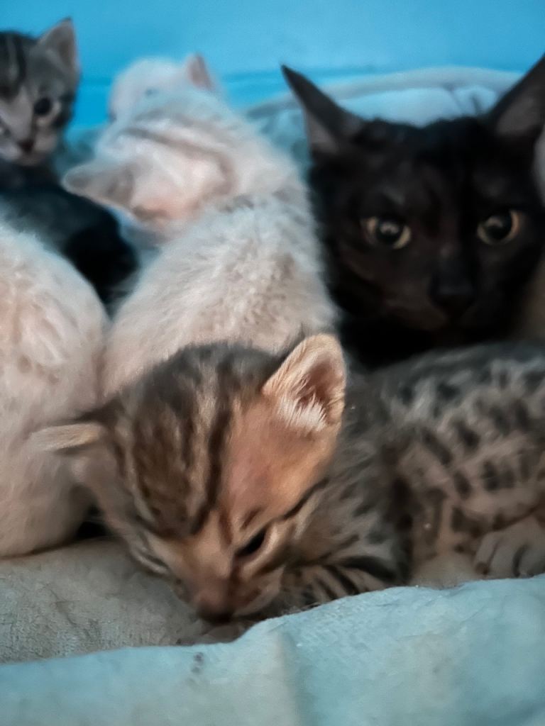 Adorable Bengal kittens 