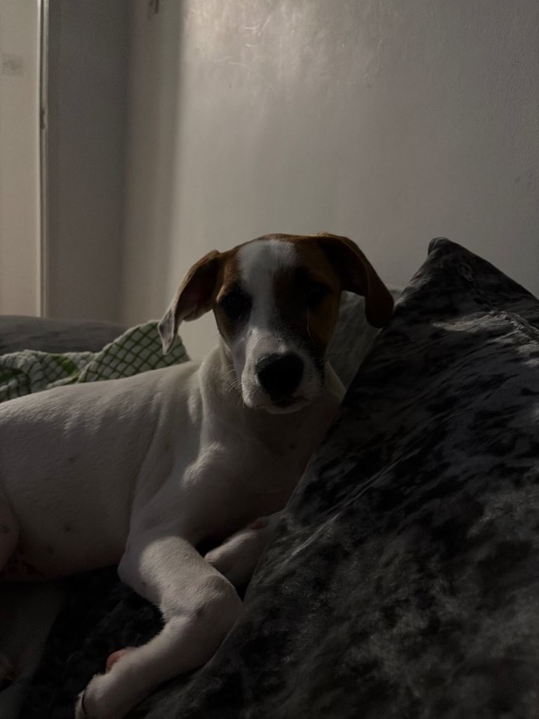 Jackabee (Tilly) 