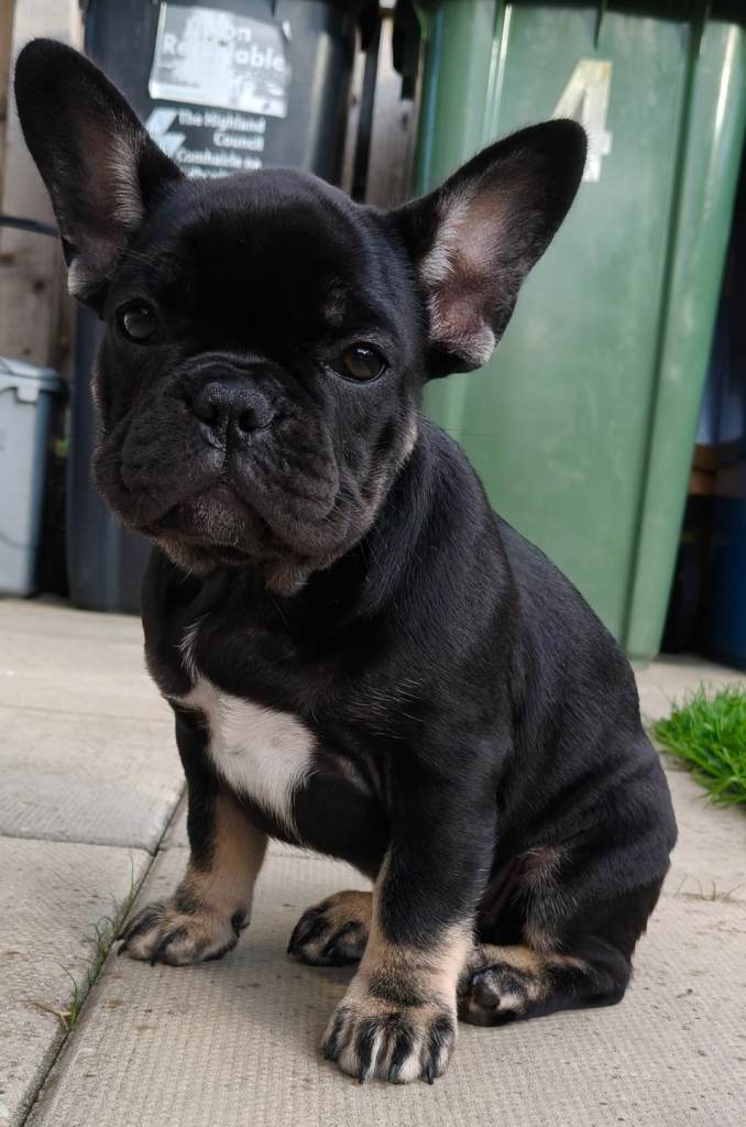 French bulldog puppies KC registered 