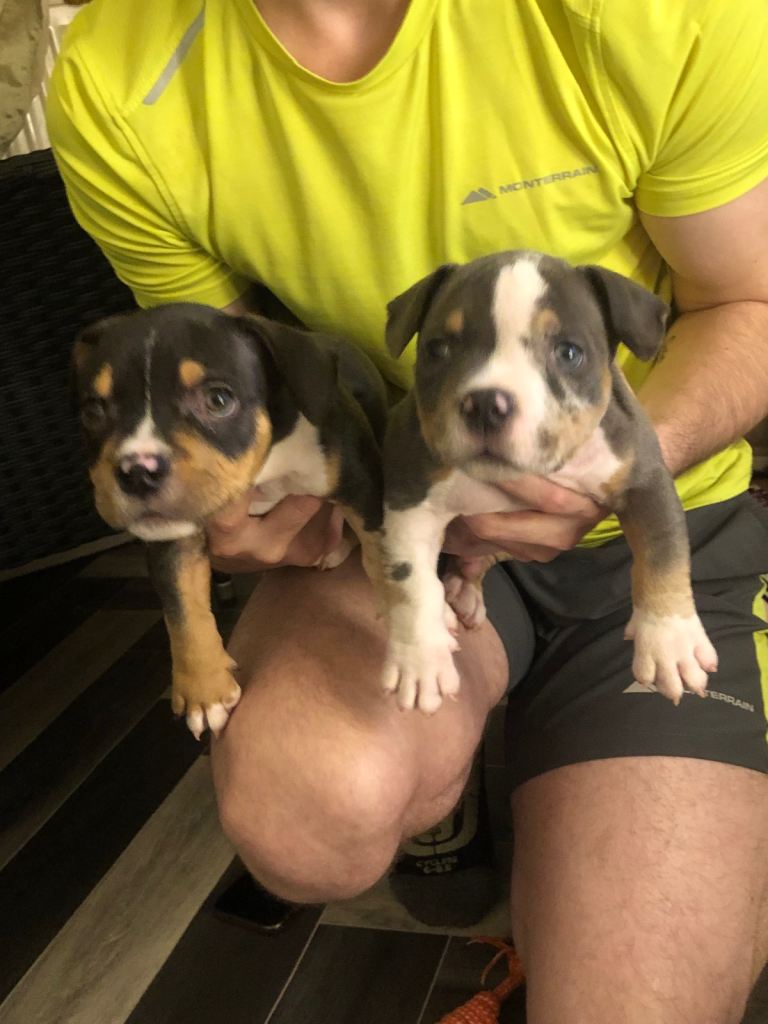 2 males left of the litter amazing bloodline 