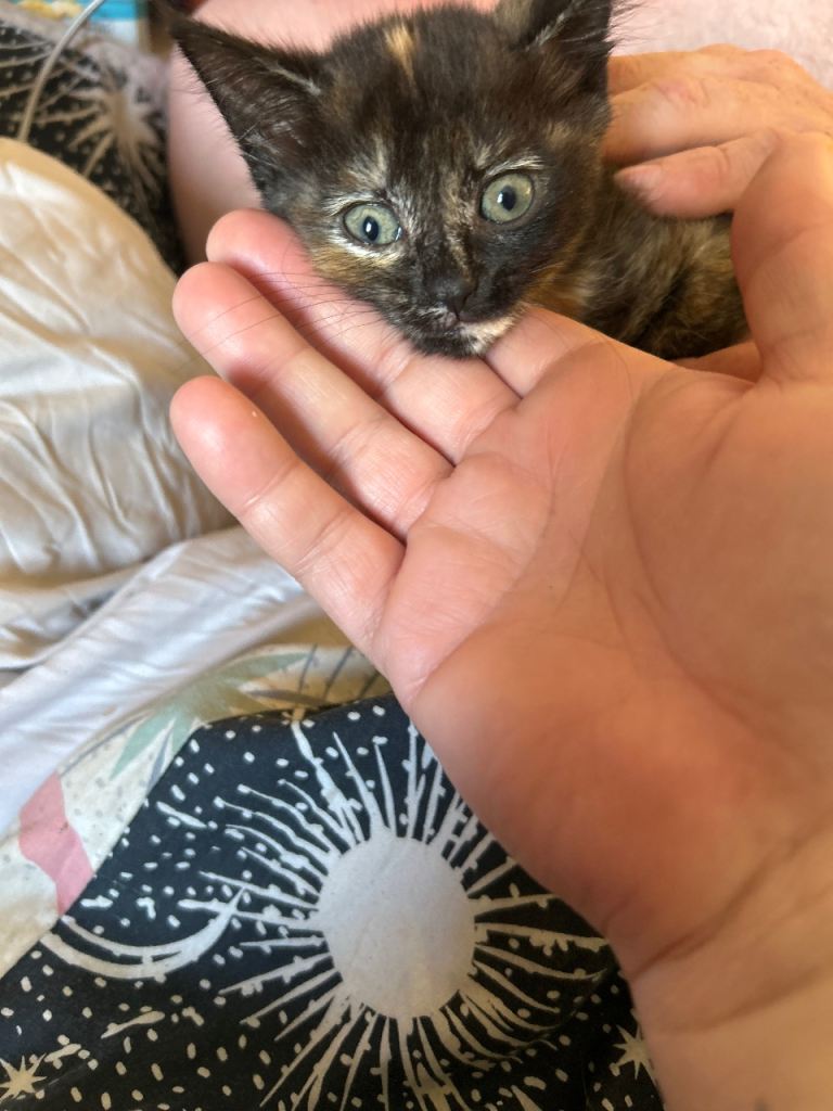 Beautiful Kittens For Sale