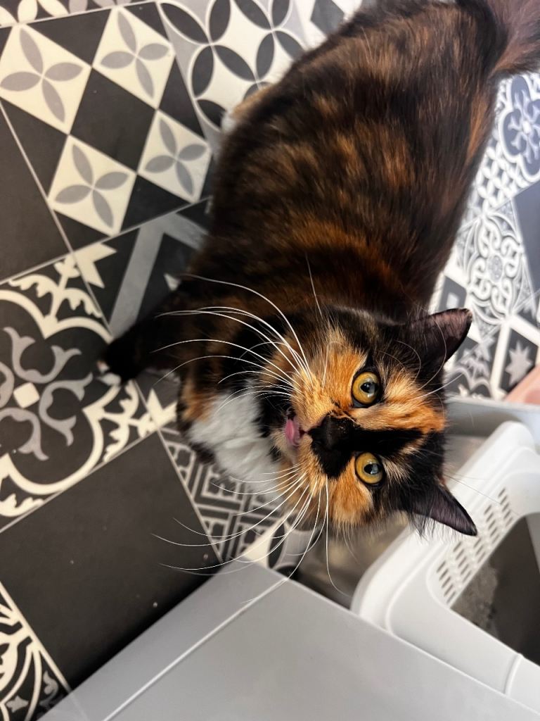 2 half British short haired kittens 