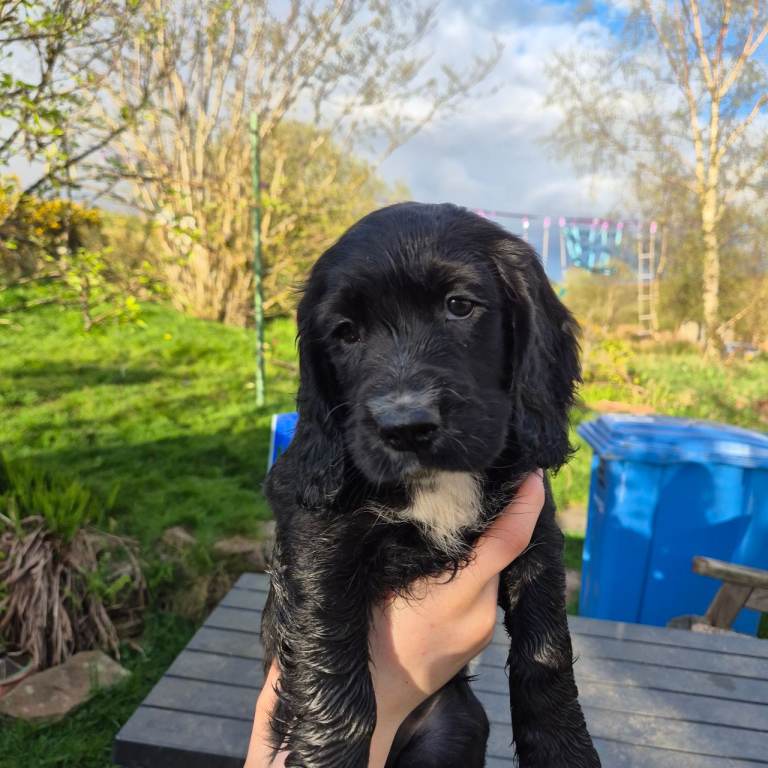 Cocker spaniel girl puppy