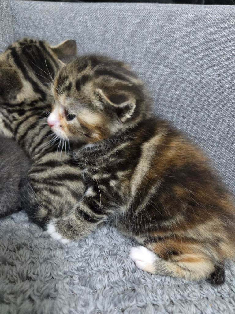 4 Adorable Kittens Ready for Their New Home 