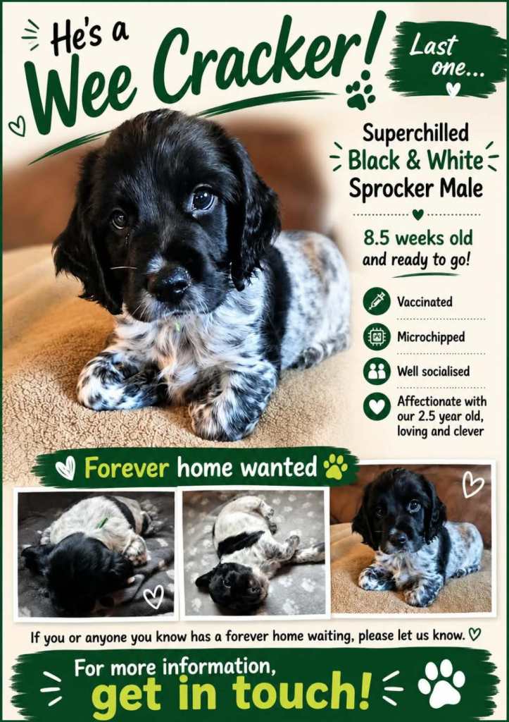 Sprocker puppy