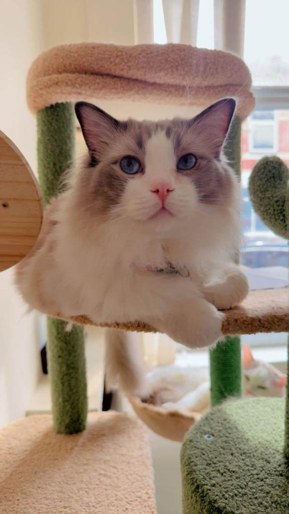 Lilac Mitted Ragdoll. 