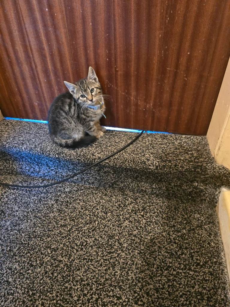 Kittens for sale