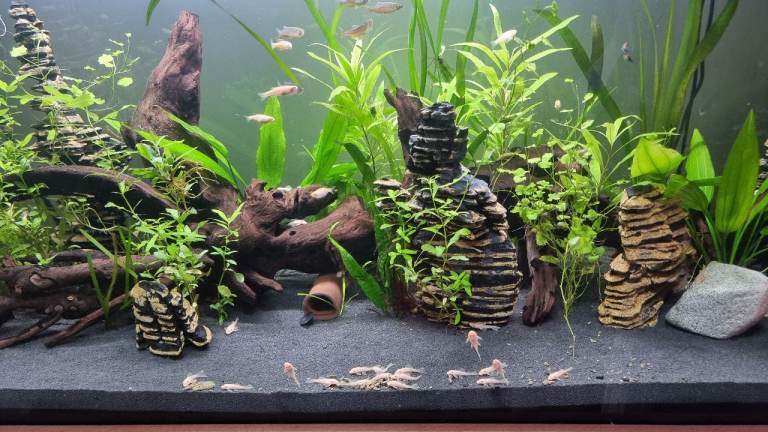 Albino Bristlenose Pleco juveniles 