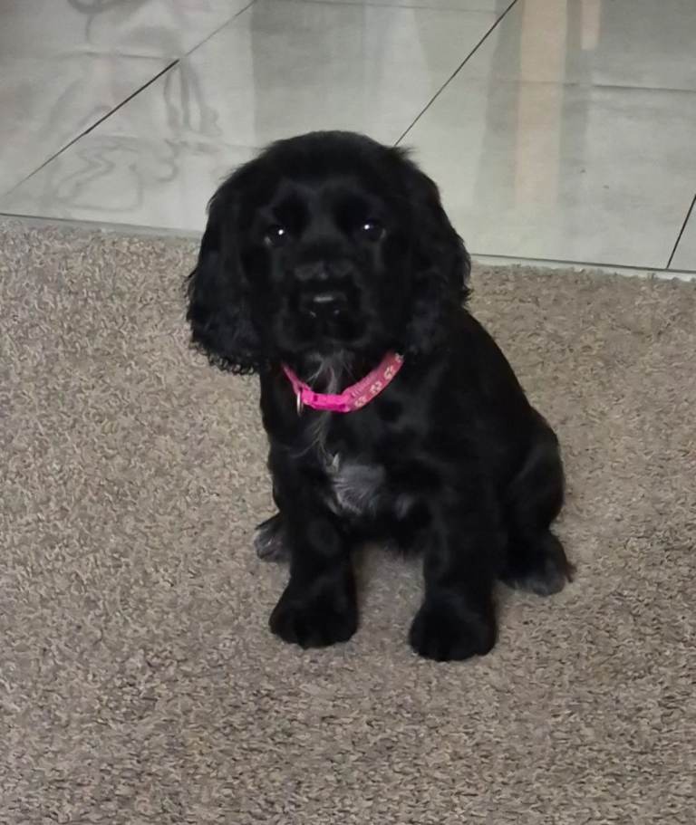 Beautiful Cocker spaniel puppies 